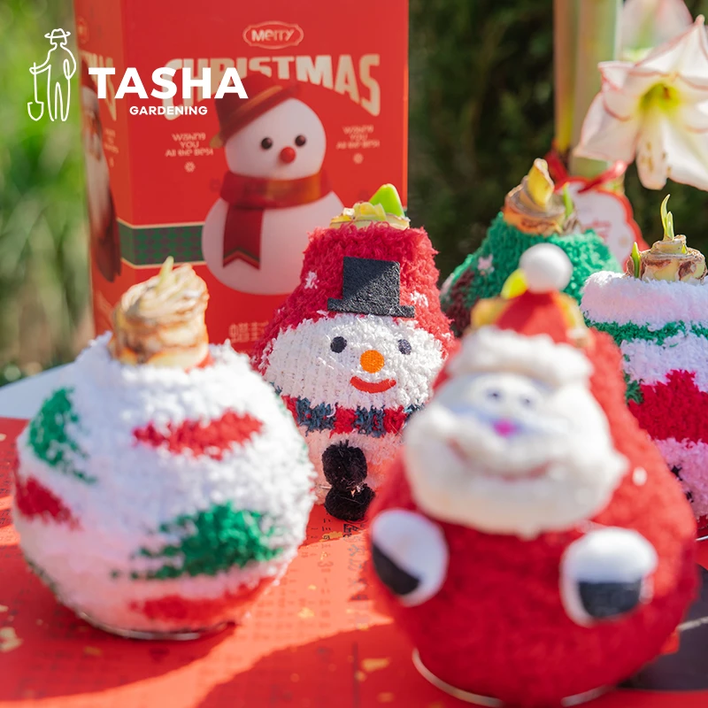 塔莎的花园【蜡封朱顶红】种球无需土壤水分易养护年宵花送礼