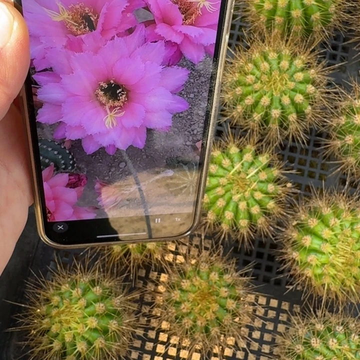 248毛花柱保罗无根侧牙5公分左右