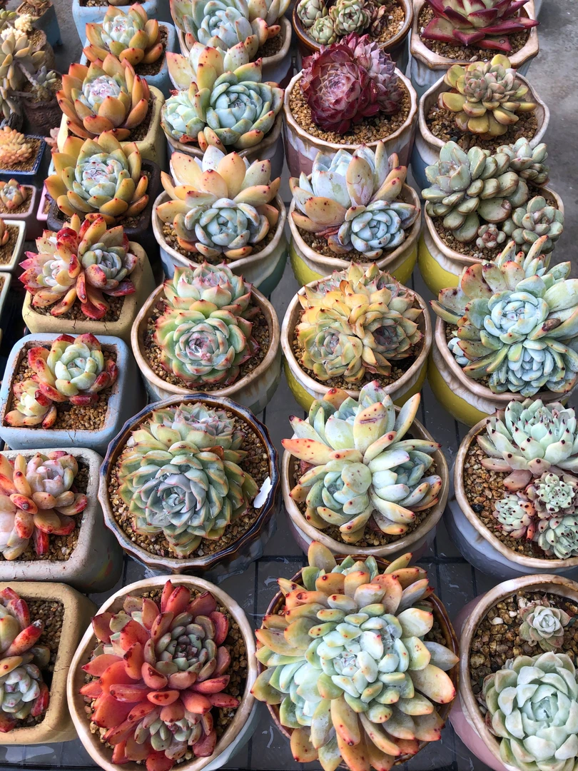 【洛可可】【脱土发货】【满12元包邮】 办公室阳台多肉绿植量拍