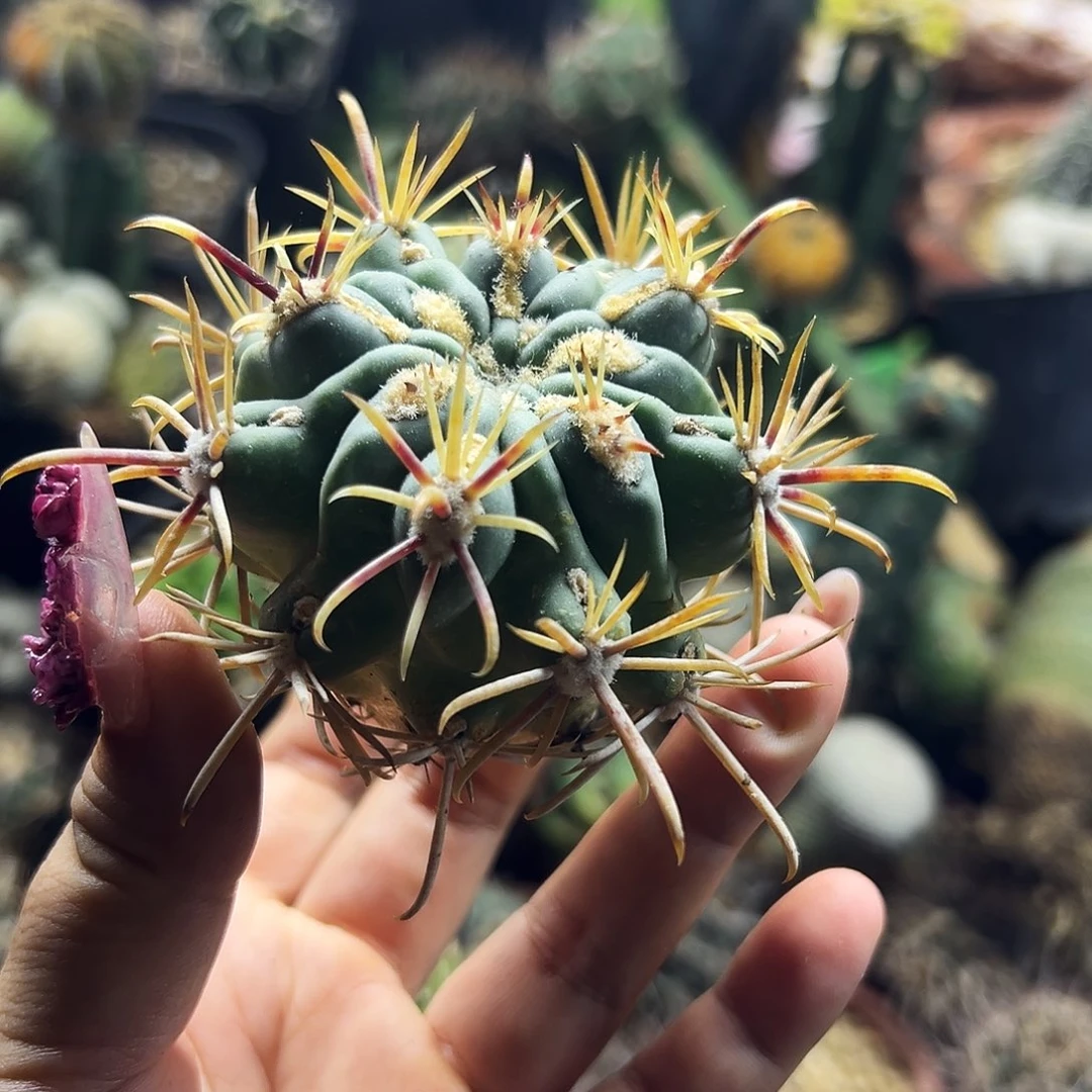 庆松玉仙人球111111111