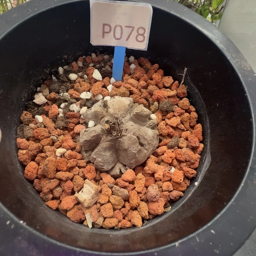 多肉植物专拍 一物一拍 南非龟甲龙078