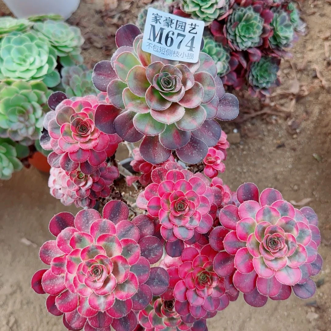 花蝴蝶法师674冠幅20断枝不包