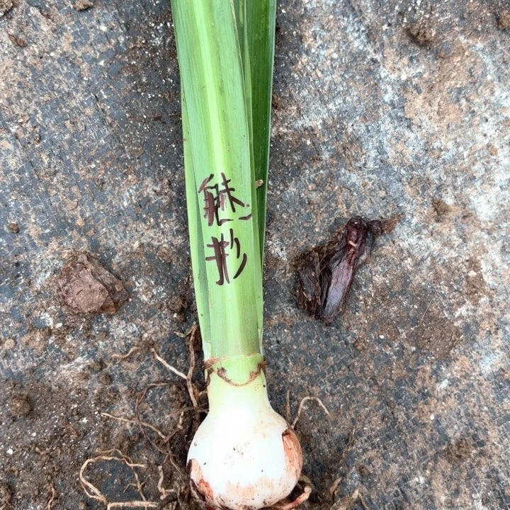 无花朵魅影重重包对版一号