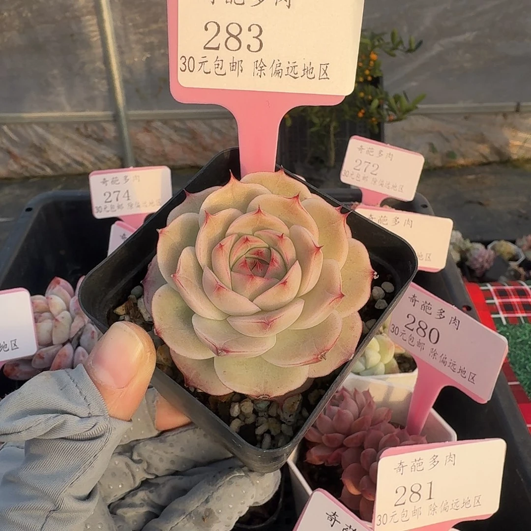 283 脱土 一物一拍 不包整