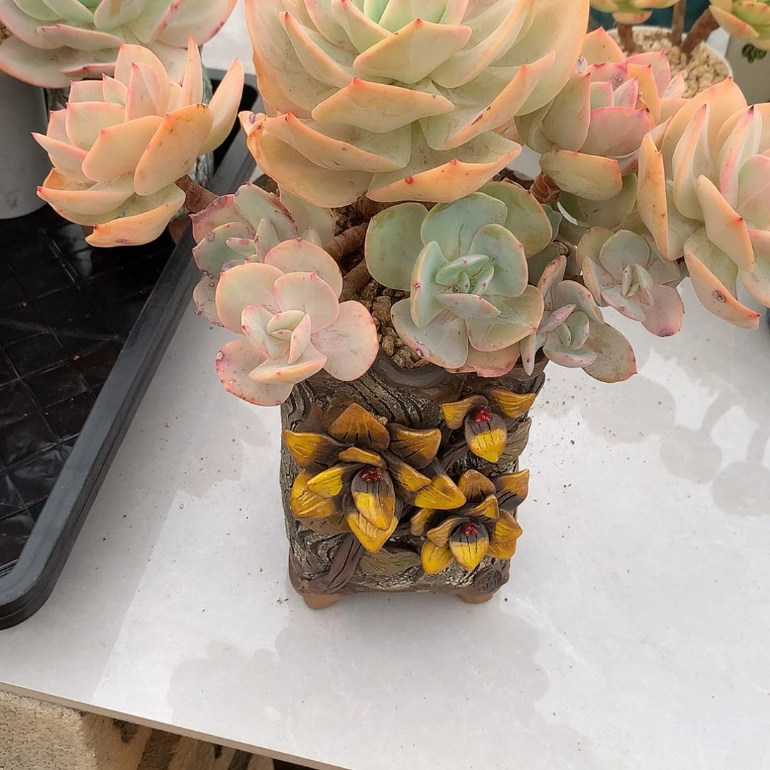 浮**梦白凤多肉植物一颗
