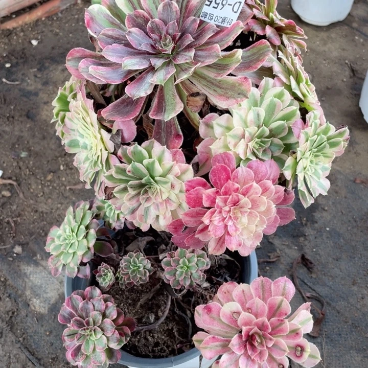 655铜花顺不包掉头123456789