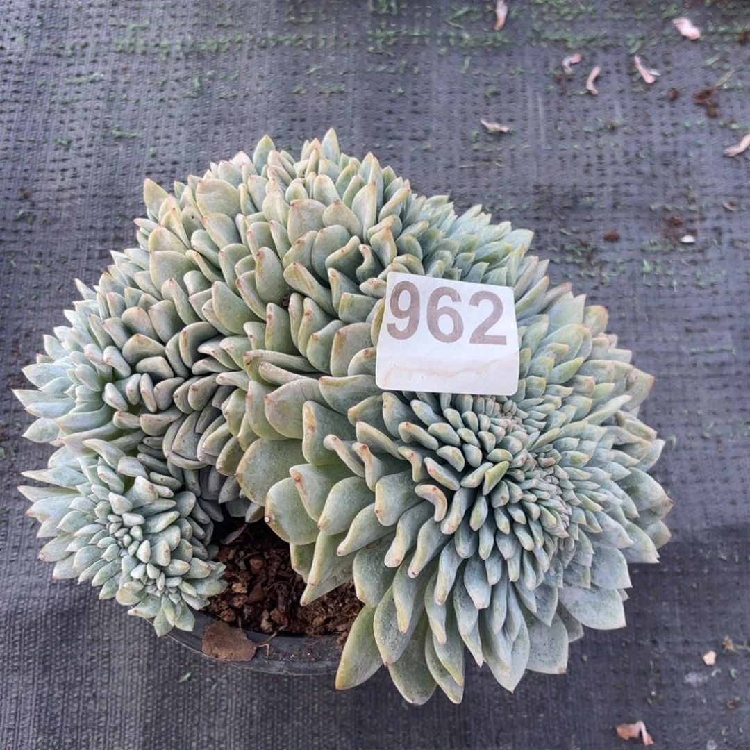 96222222222222222222