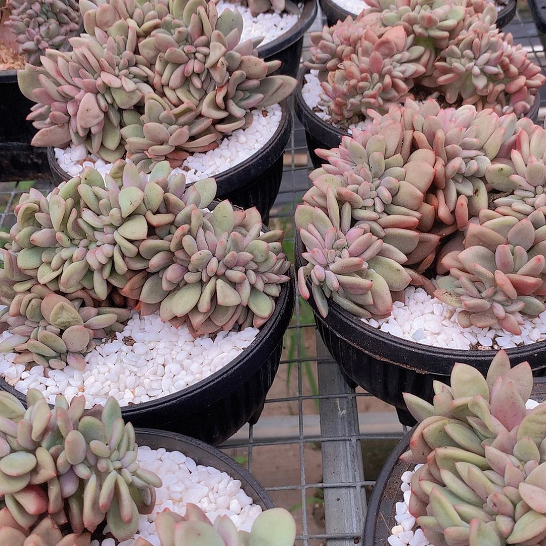 桃花源缀化45678889999
