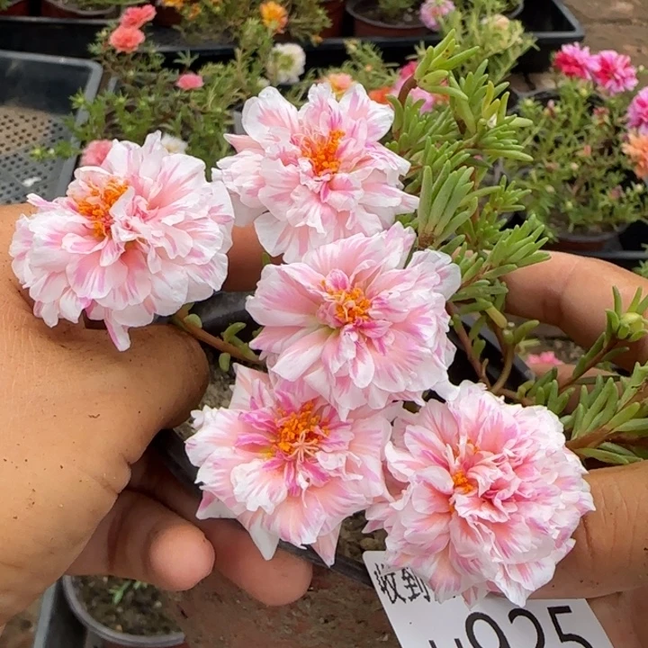 无花朵H925超小苗盆口10cm可能有虫糖宝