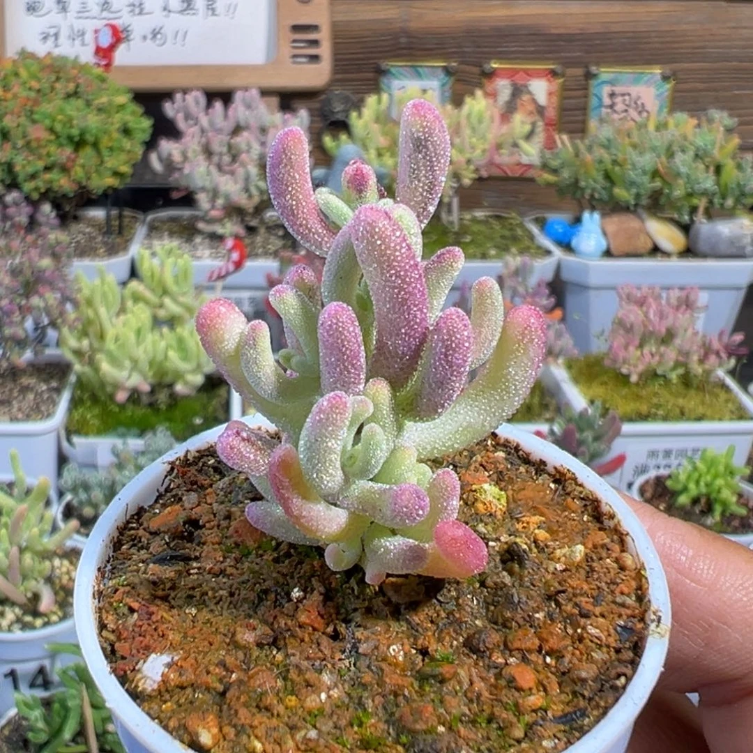 31-445紫闪光带拉丝锦五圆盆