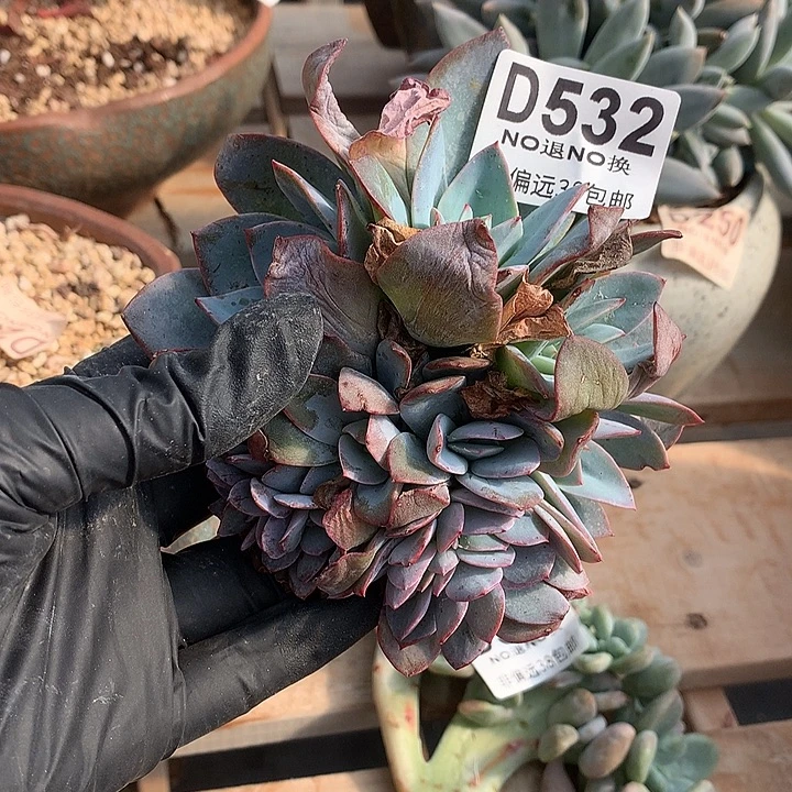 布鲁兰缀化 532 基地已转处理 玻璃勿扰