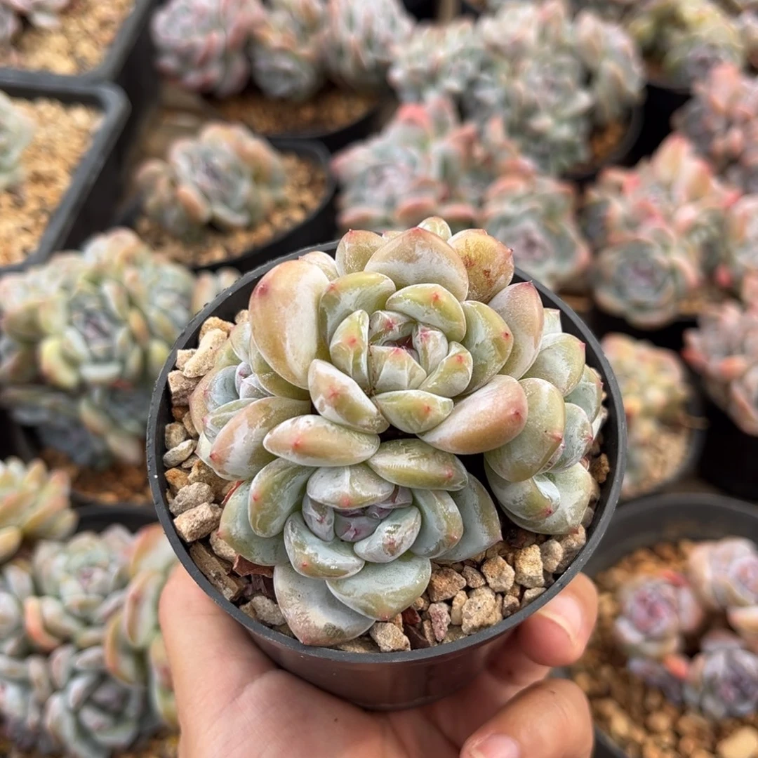 7头捧花小树绿底哈哈