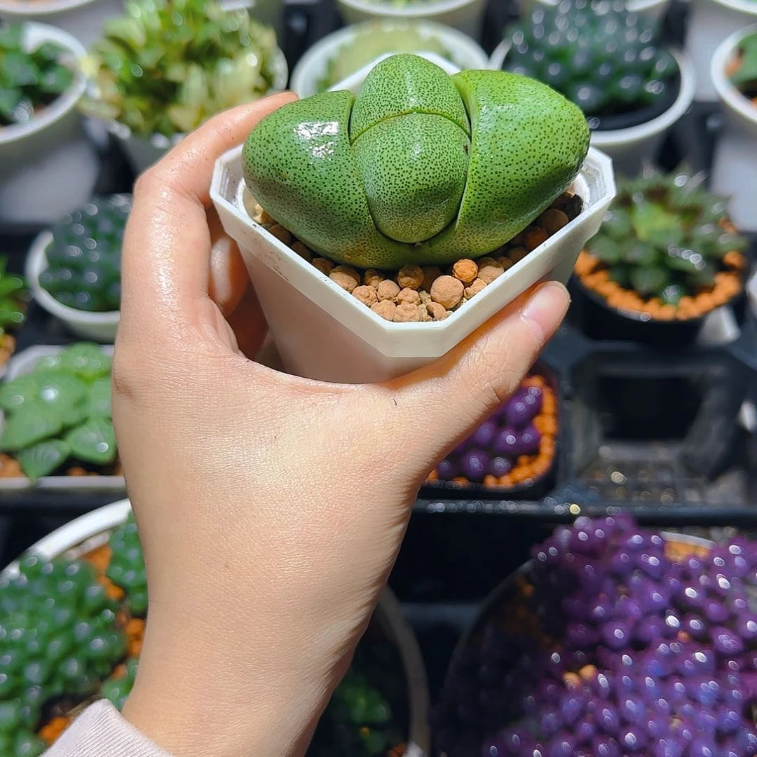 绿元宝多肉，原盆