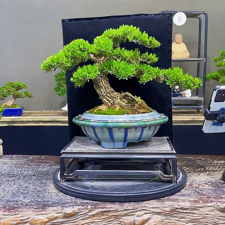 无花朵黄杨盆景四季常青