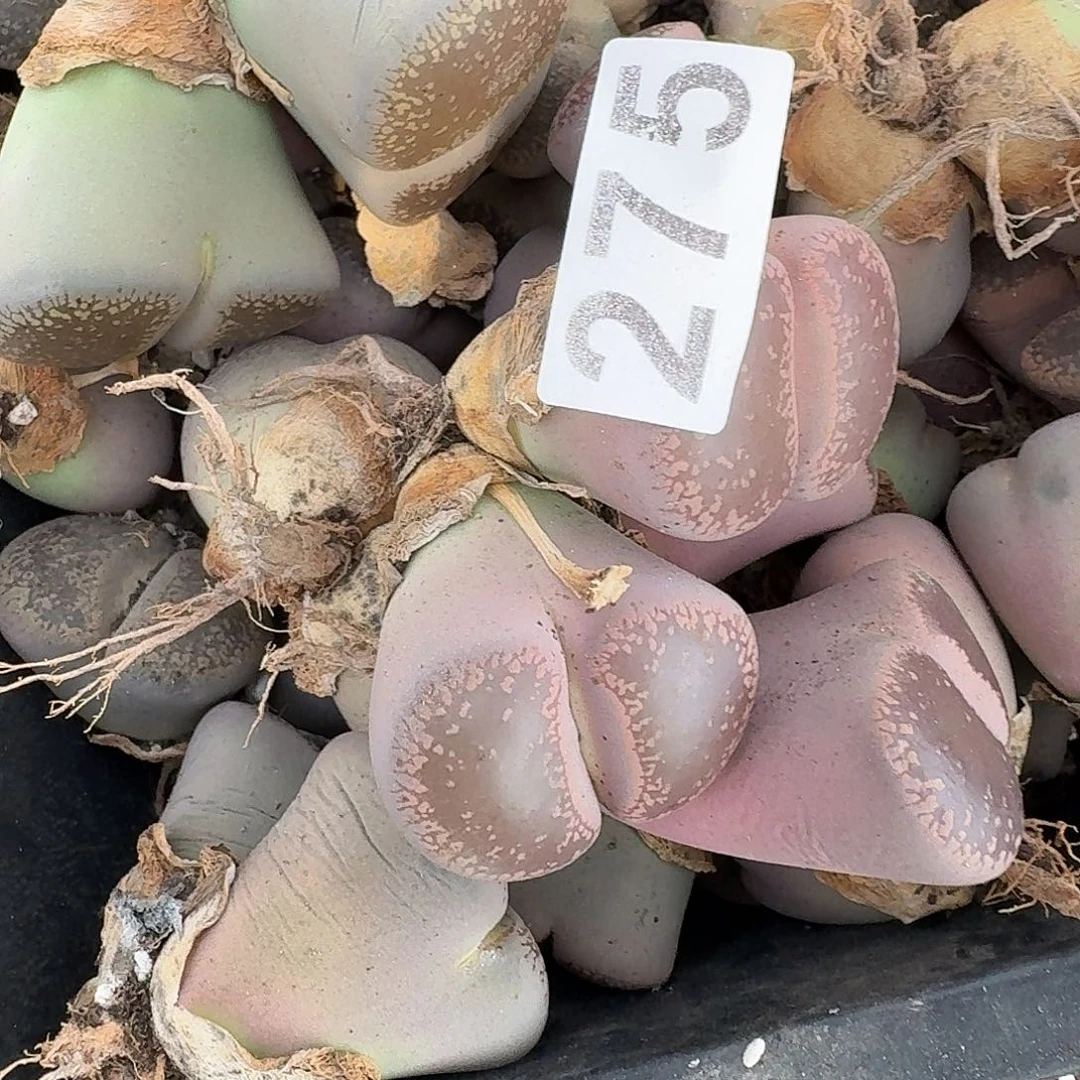 生石花一物一拍275