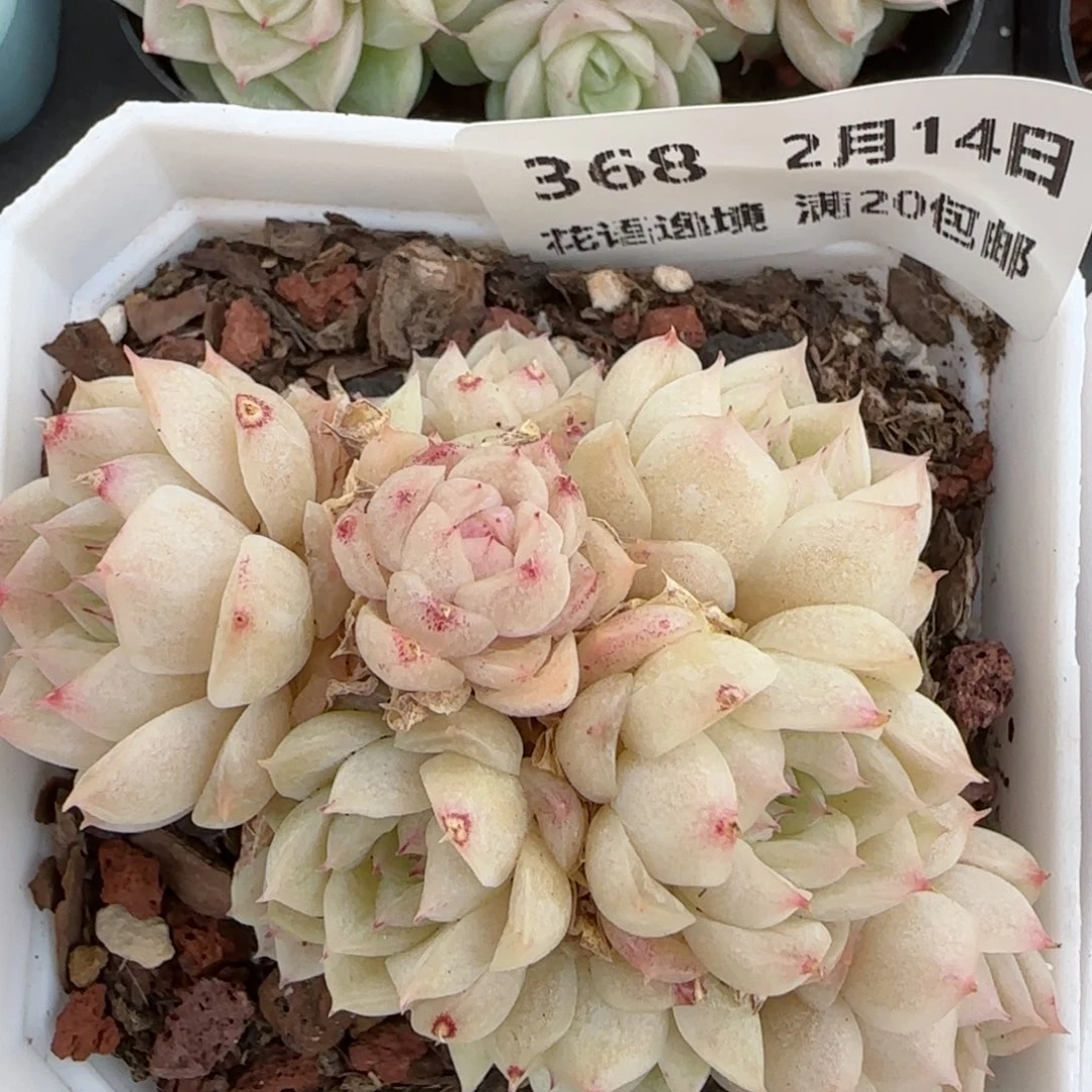 花语逸镜0214-368散