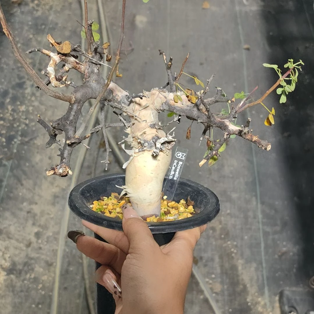 正白皮卡塔夫熟桩