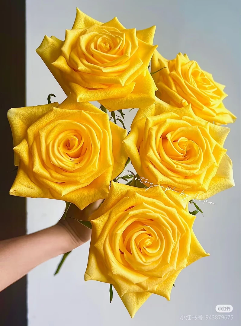 锲机黄玫瑰带香月季