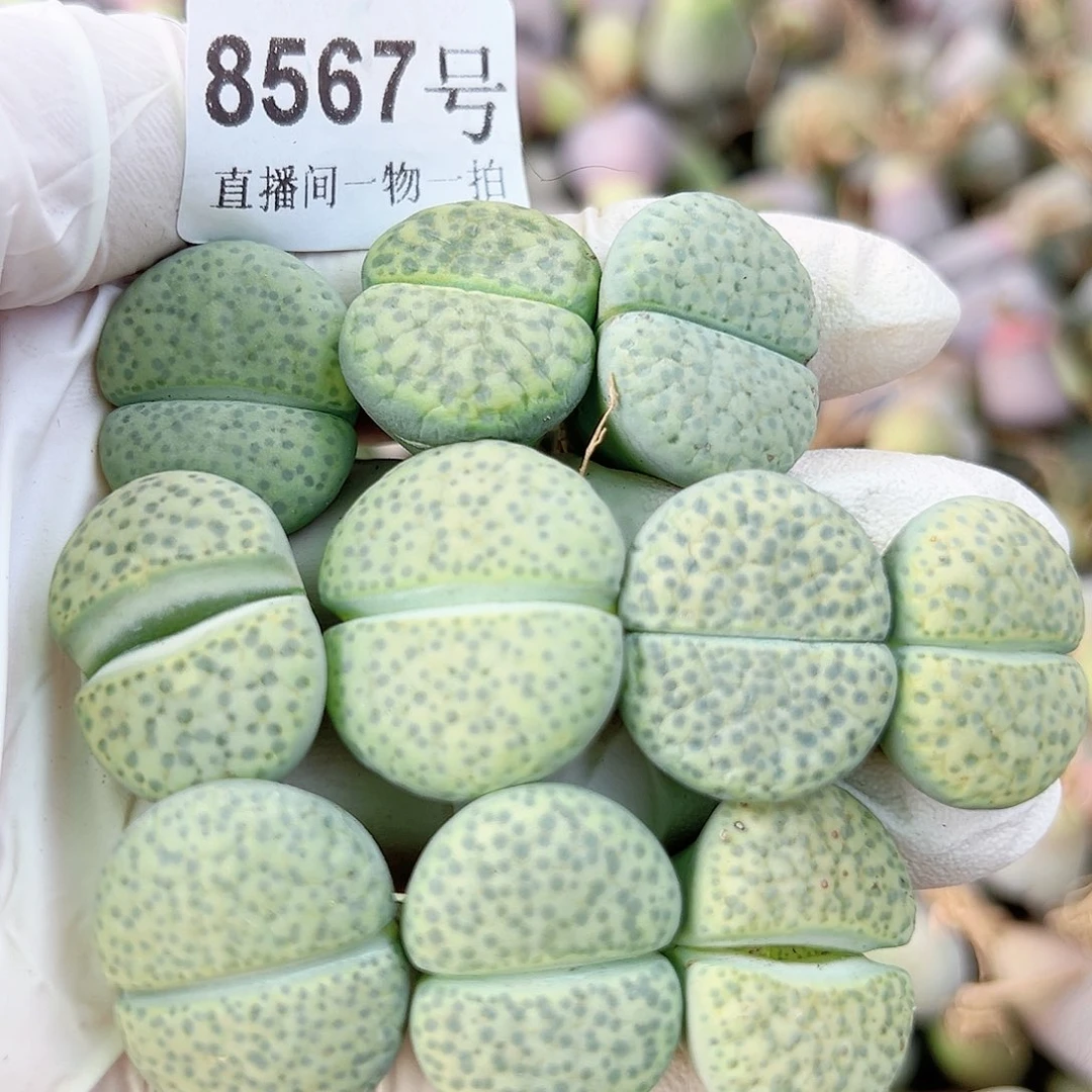 8567 好养易活生石花大母本10个