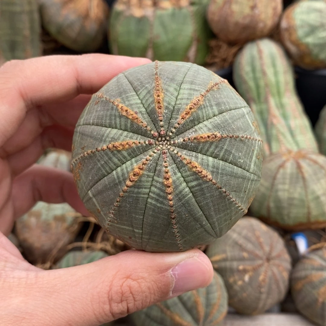 24 欧系实生布纹球多肉植物