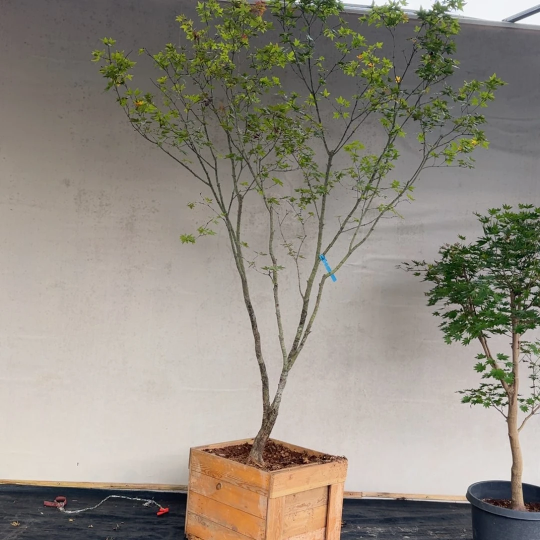 无花朵海岛石枫2900