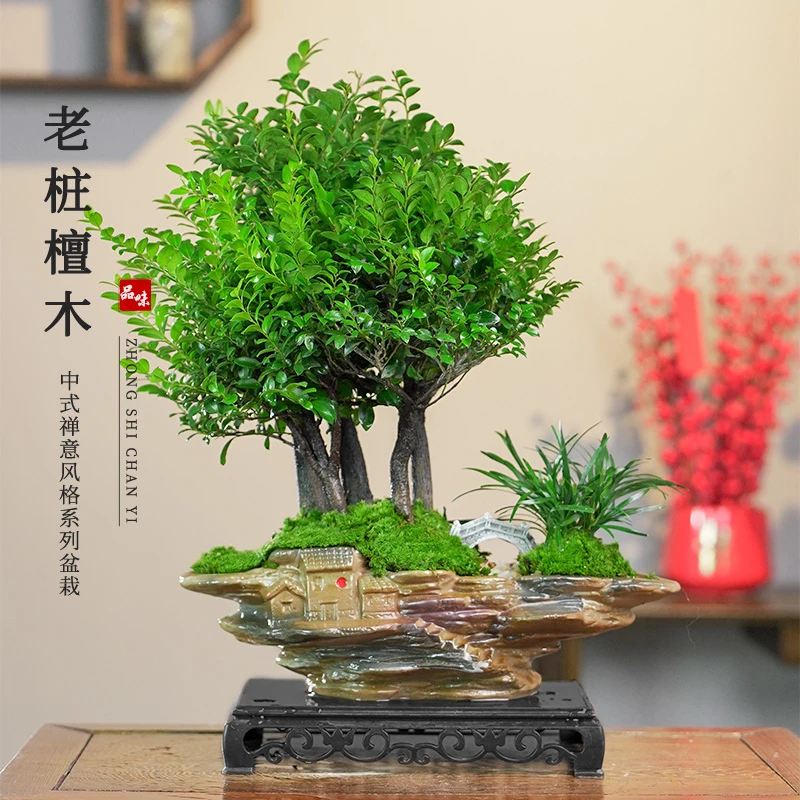 丛林款老桩小叶紫檀净化空气观叶盆栽绿植桌面观景盆景