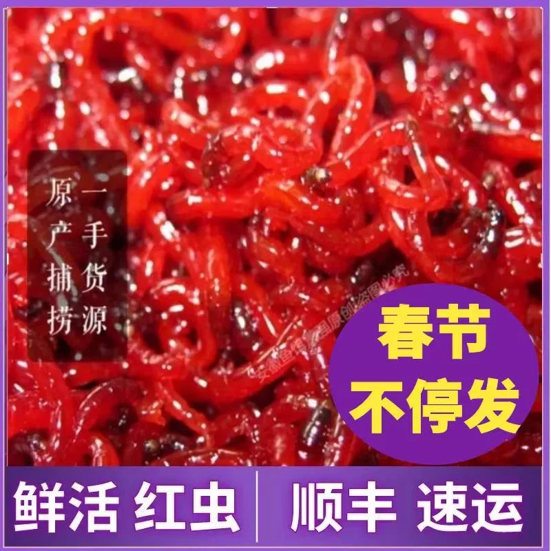 【发顺丰链接】红虫【发顺丰链接】红虫