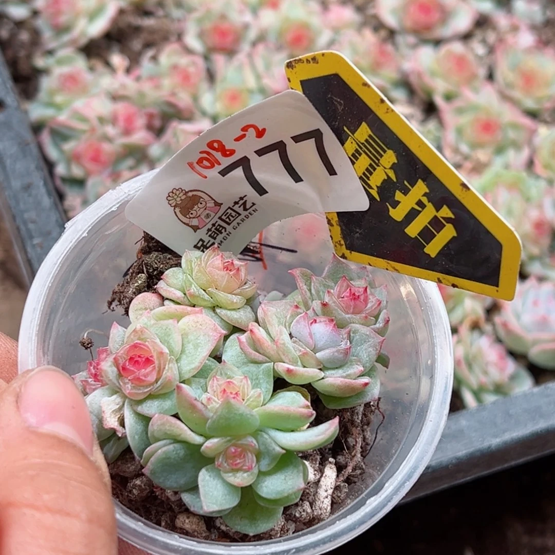 多肉植物多肉植物