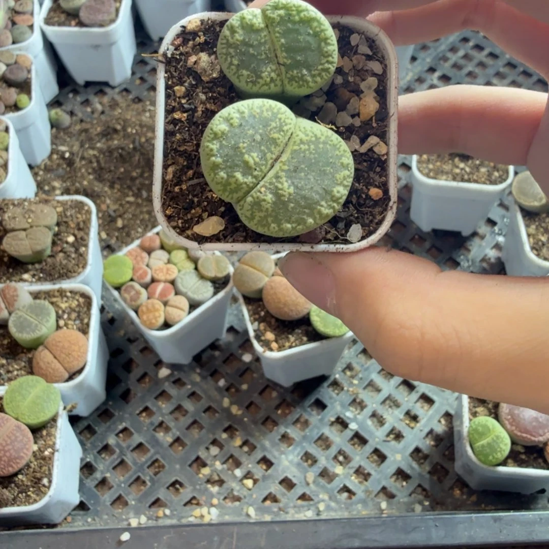 我***宝多肉植物和植物的220