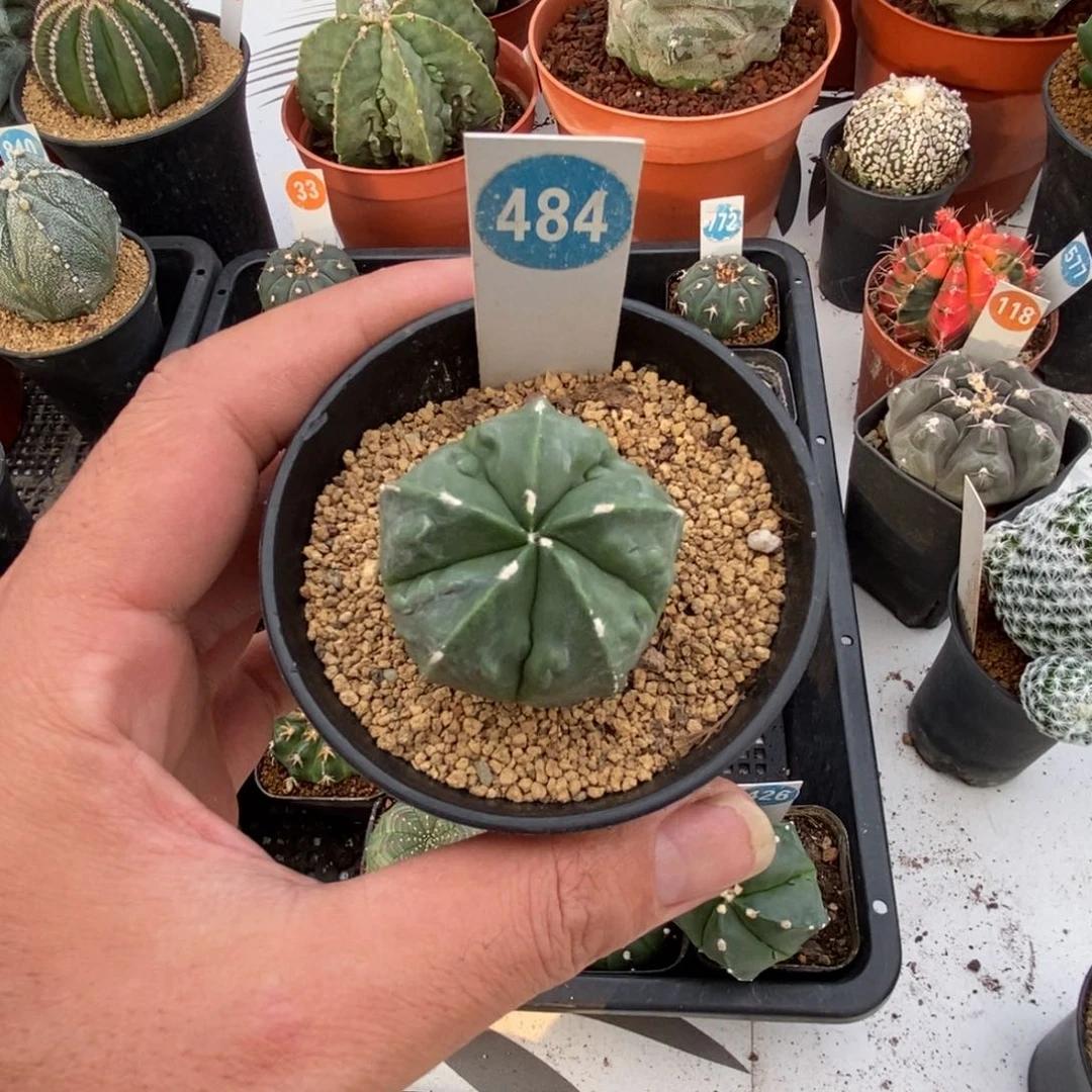 484实生鸾兜核桃带盆