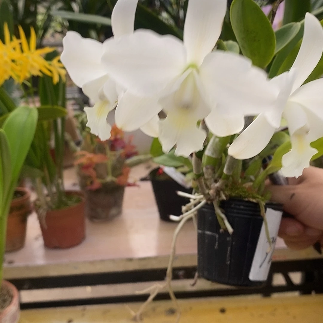 完全开放瞳*优姬