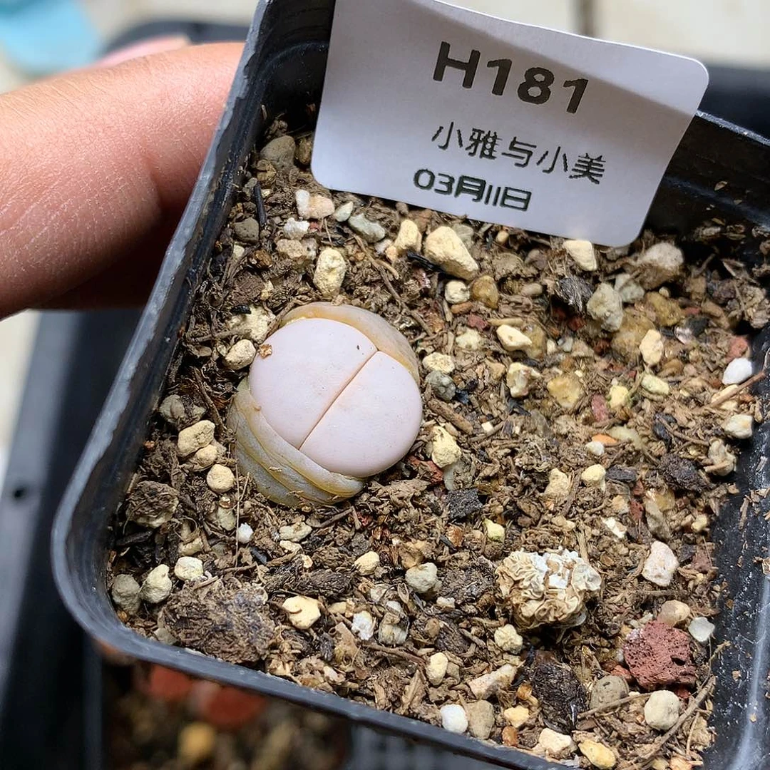 H181多肉植物保护