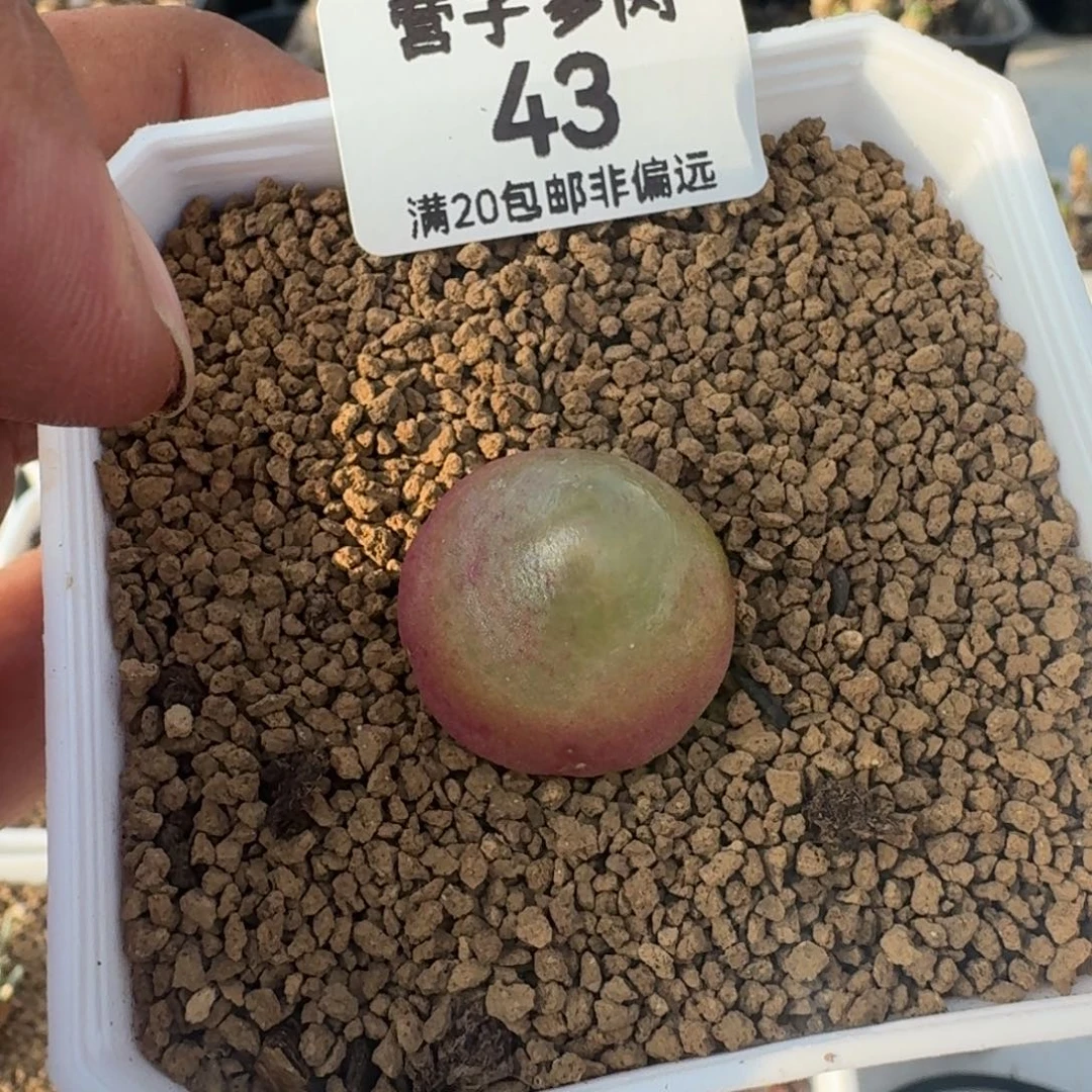 带盆土。