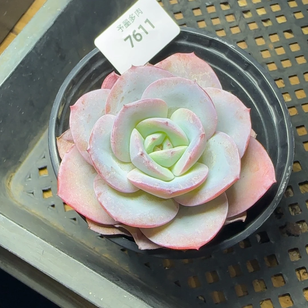 布鲁兰，7611多肉植物