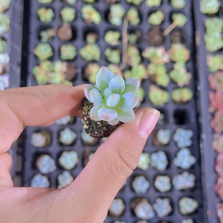 精品一单两颗柠檬多肉