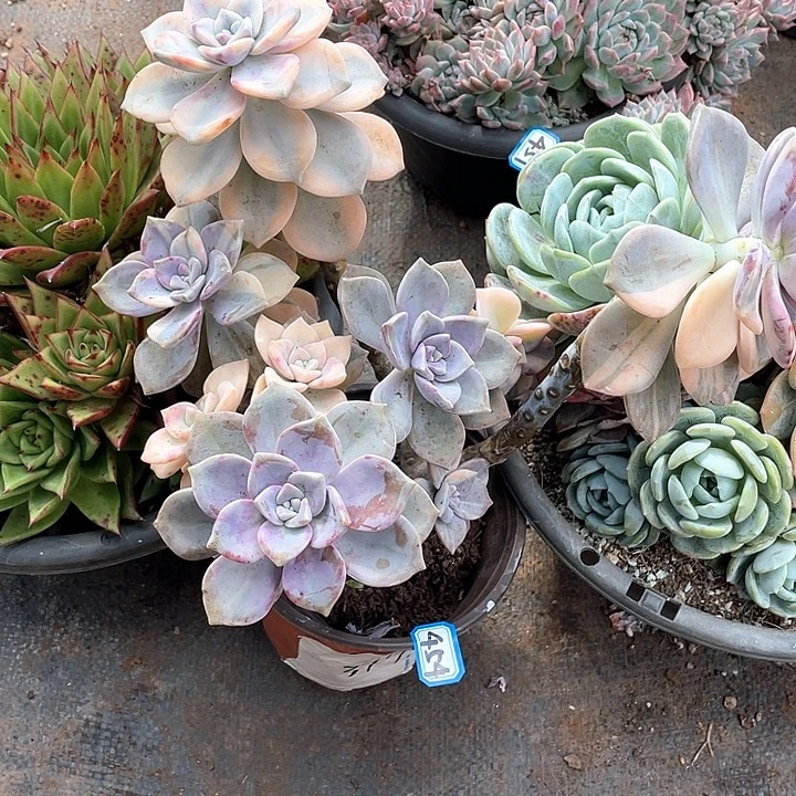 454紫乐锦 一物一拍多肉