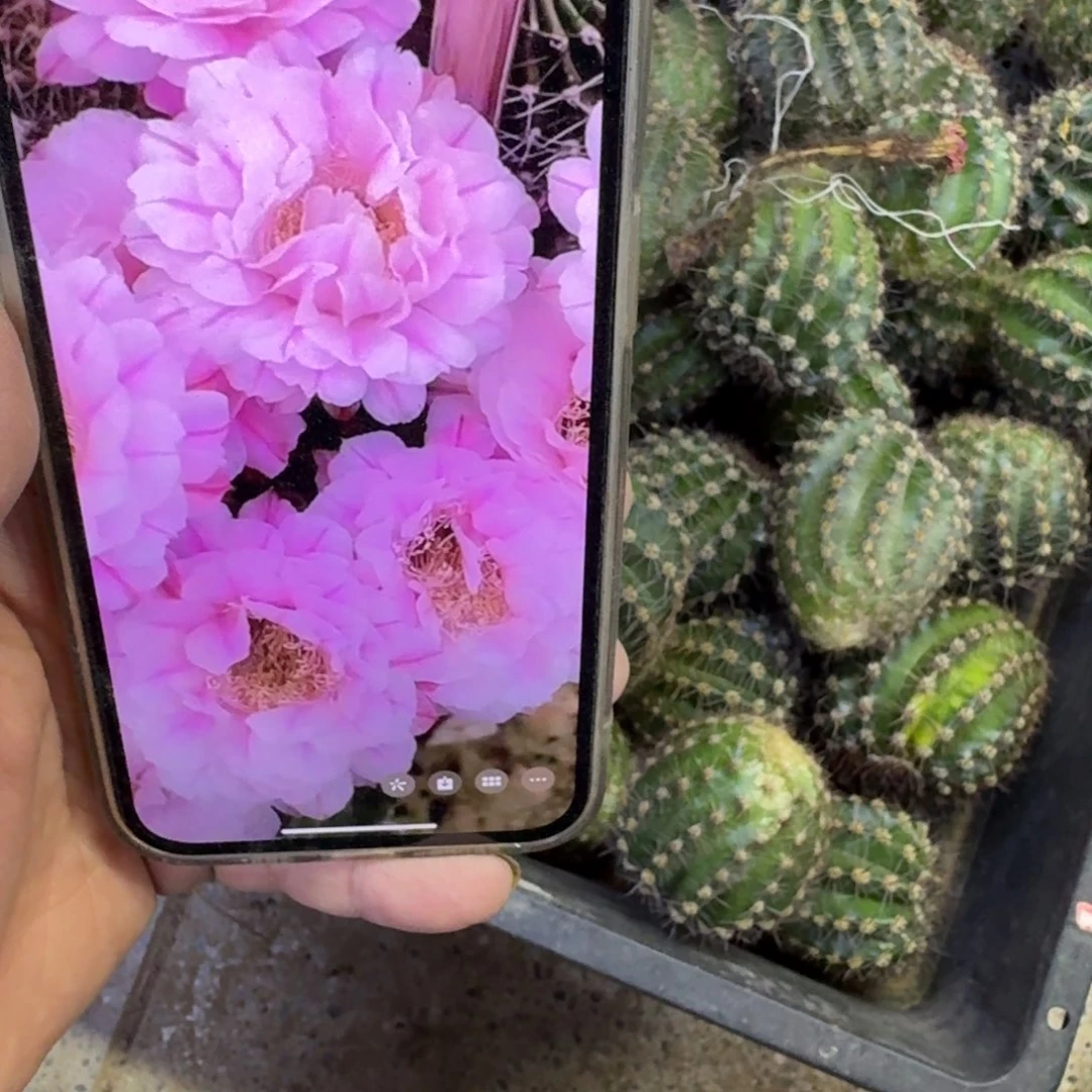 362彩草一路莲花歪无根侧牙4公分左右，20包邮