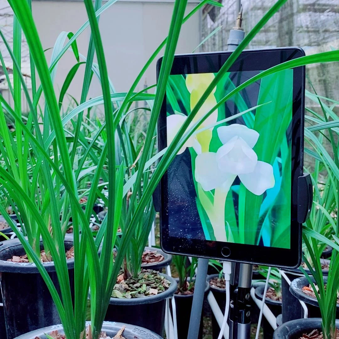 当前无花栽培后可以开花