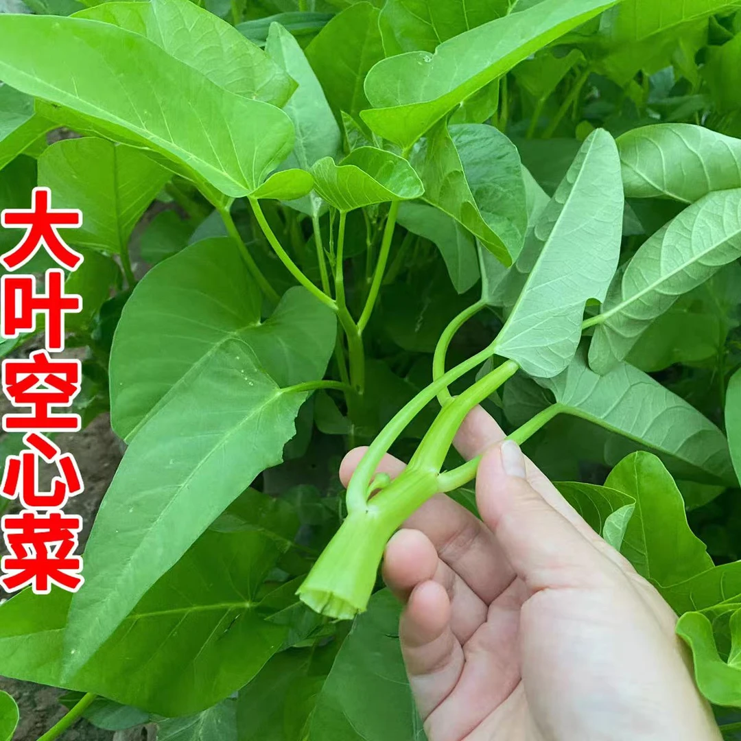 【顺丰】如皋农家大叶空心菜现摘现发