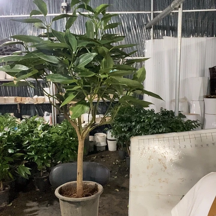 完全开放处理指定平安树35的