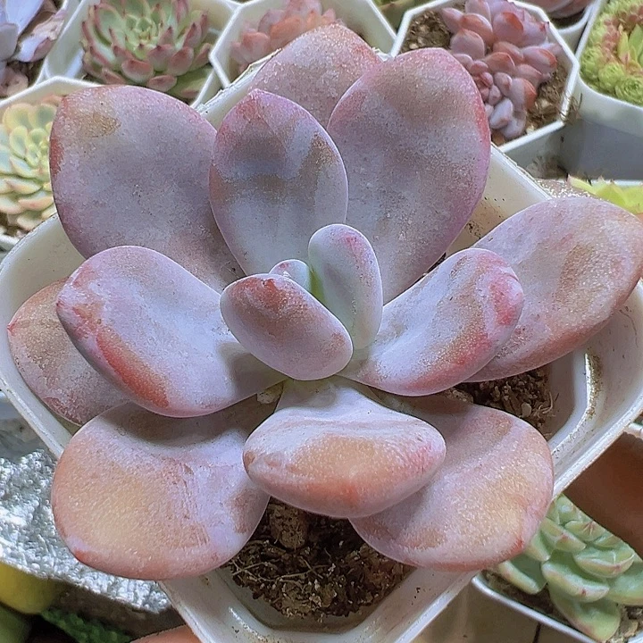 大粉兔19包邮多肉植物