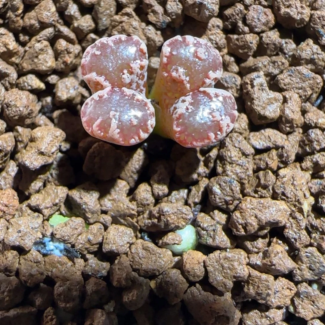 肉锥多肉植物组合-3km勋章162