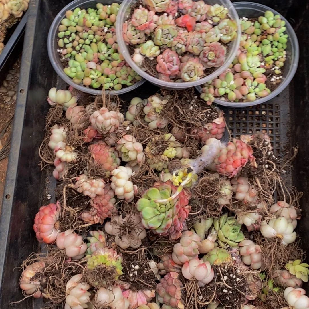 ✨***子903多肉植物保护研究所