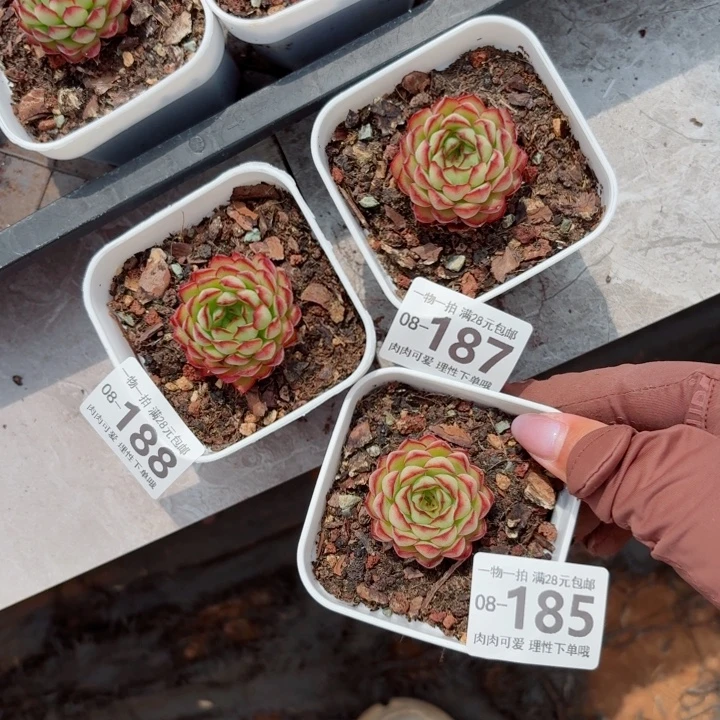 三***牛梦幻玫瑰多肉无盆土发货多肉