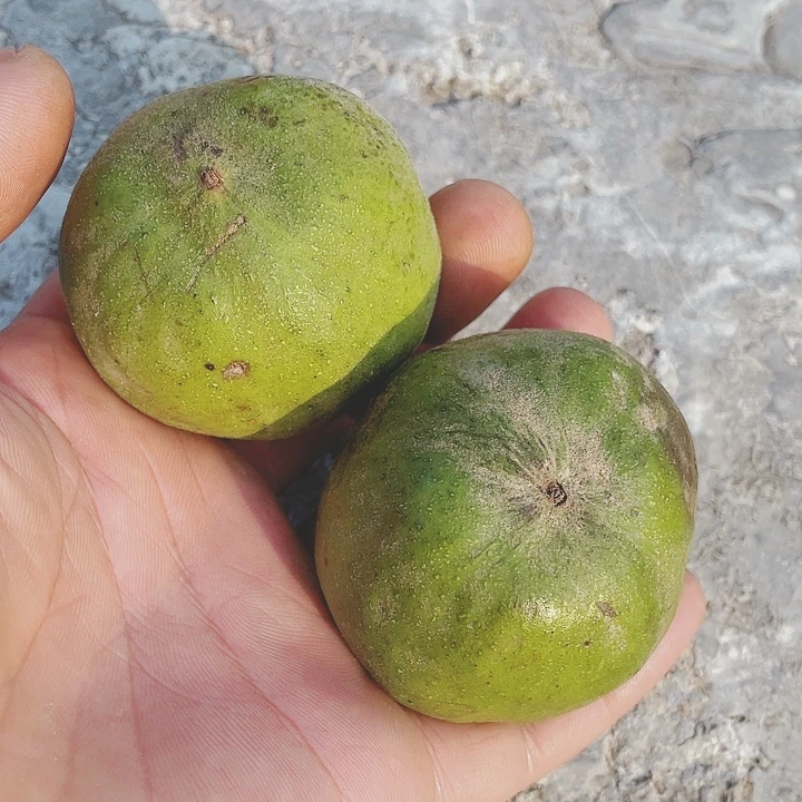 文玩核桃吊坠13731056488