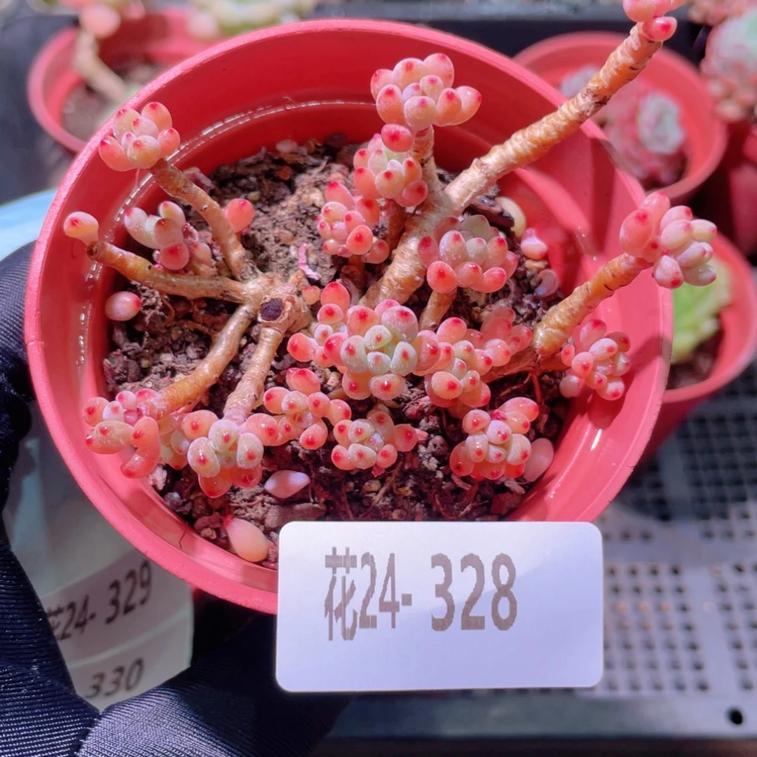 花利美24-328绿豆  微瑕