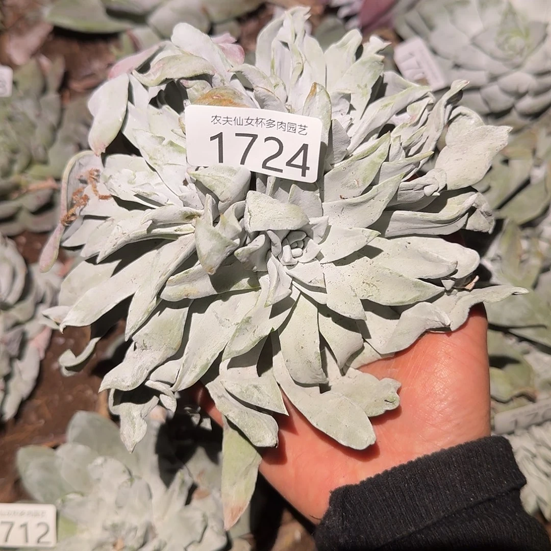 3代杂交仙女杯多肉福利瑕疵