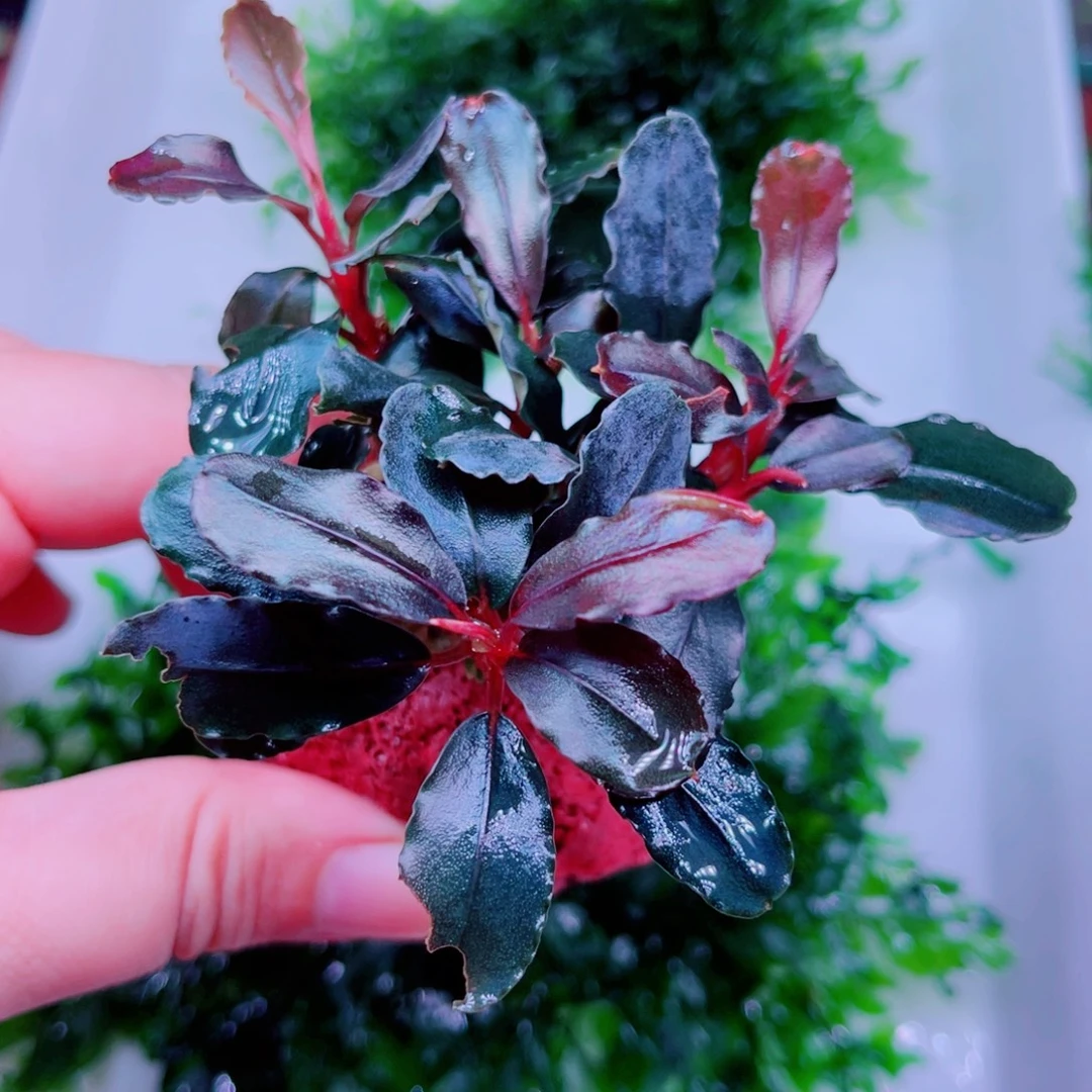 黑精灵一个精品辣椒榕