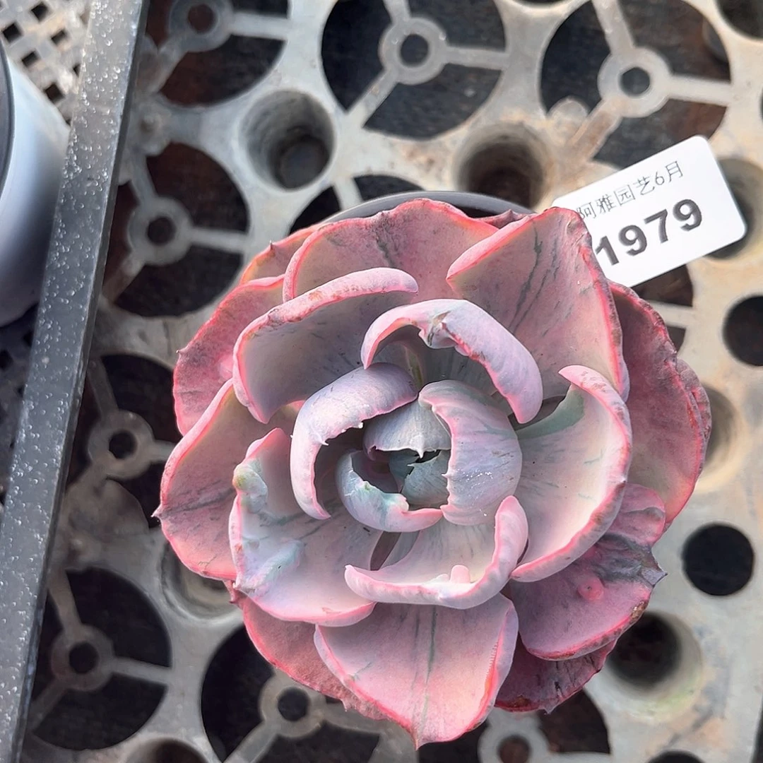 阿雅园艺。  1979雨滴锦