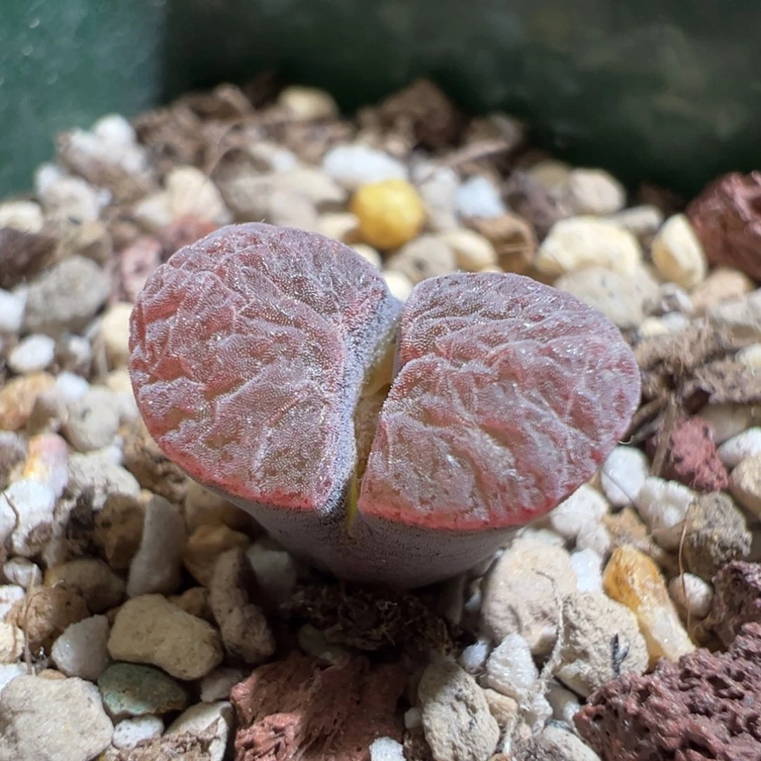 w/895。1802.82。紫极窗风铃。孤品。